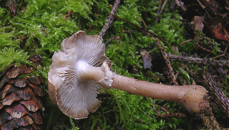 Cystoderma carcharias